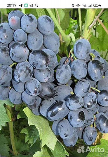 Саженцы винограда