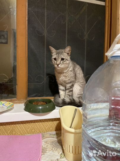 Кот в добрые руки
