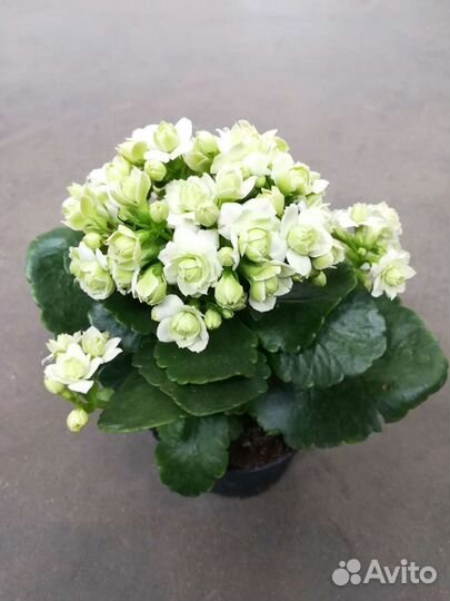 Каланхоэ белая махровая