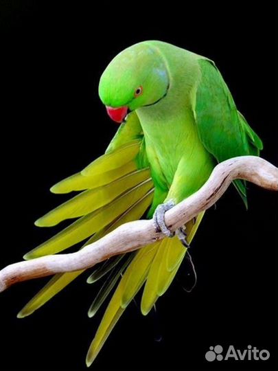 Ожереловый попугай