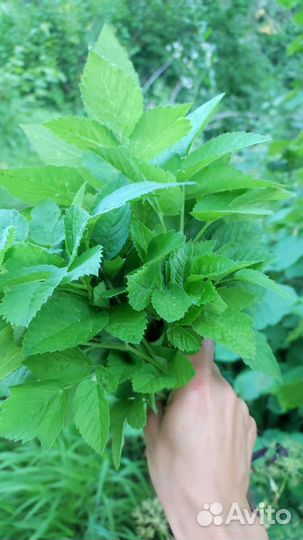 Дикоросы - Крапива / сныть / кинза / мята