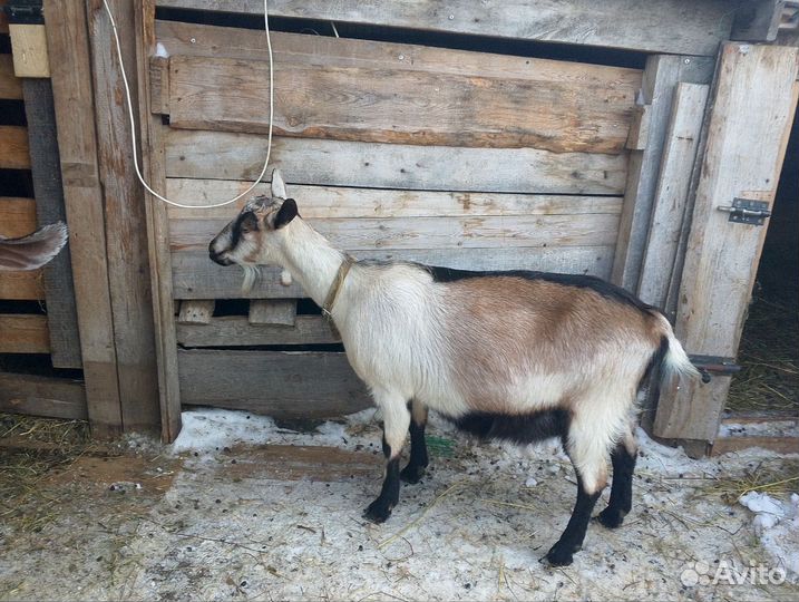 Коза дойная альпийская