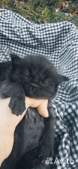 Персидский котик