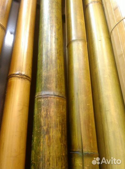 Бамбук - растение для интерьера