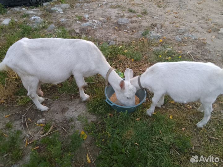 Продам козу дойную