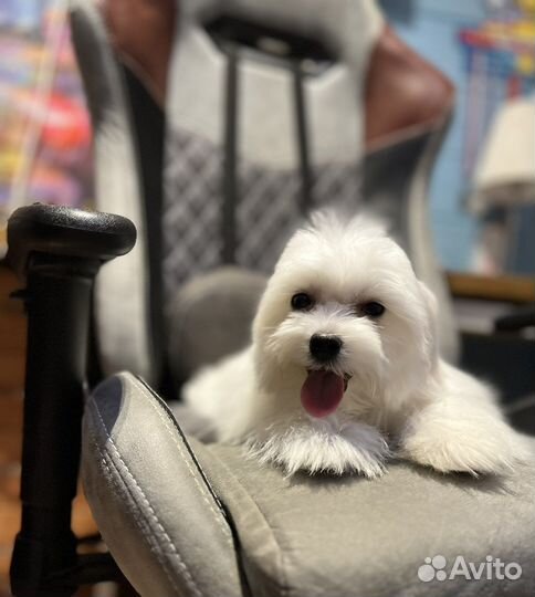 Щенки мальтезе