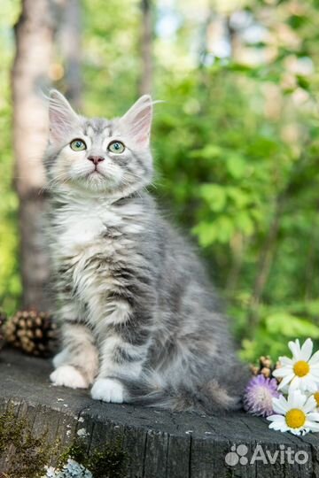 Чистопородные сибирские котята