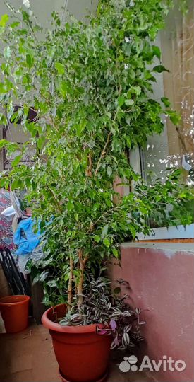 Большой Фикус Бенджамина Моник