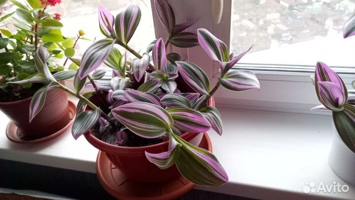 Традесканции разных видов