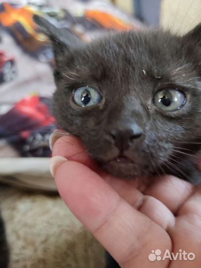Котенок в дар бесплатно
