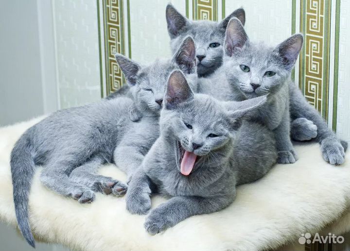 Русская голубая, кошка-мечта
