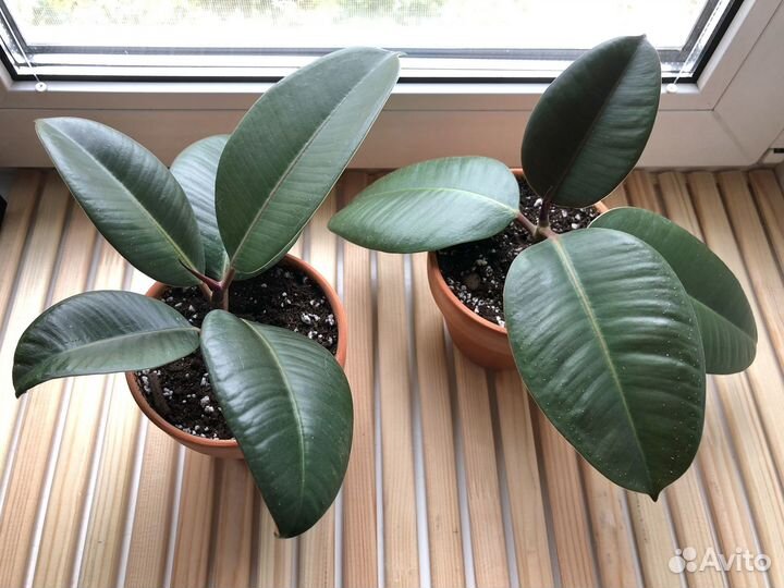 Фикус каучуконосный эластика