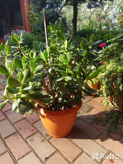 Крассула толстянка