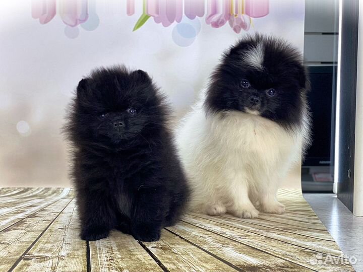Шпиц