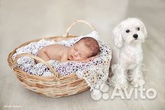 Люлька, колыбель для фотосессии