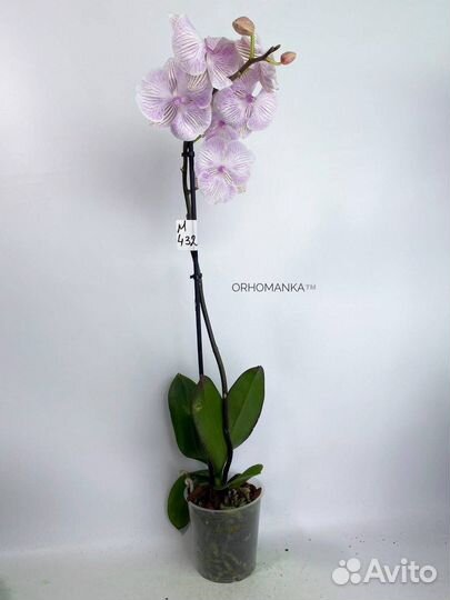 Орхидея фаленопсис биг лип