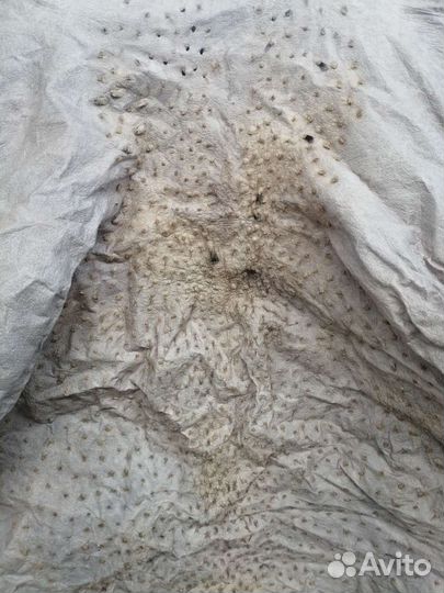 Натуральная кожа страуса