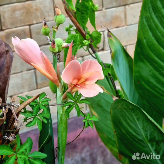 Семена Канны сортовые/разные расцветки