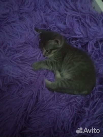 Котенок в дар бесплатно