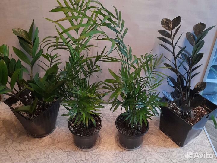 Хамедорея.растения,цветы