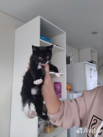 Кошки в добрые руки бесплатно