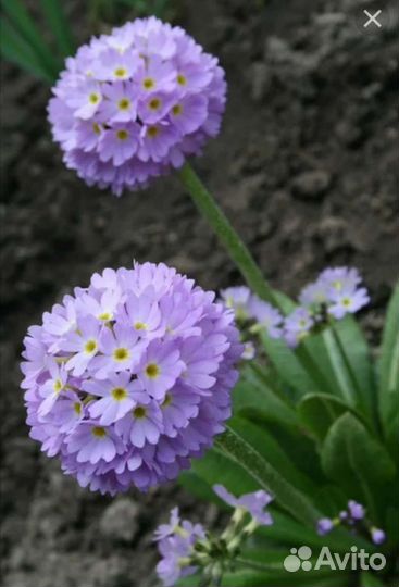 Примула, монарда, астра альпийская