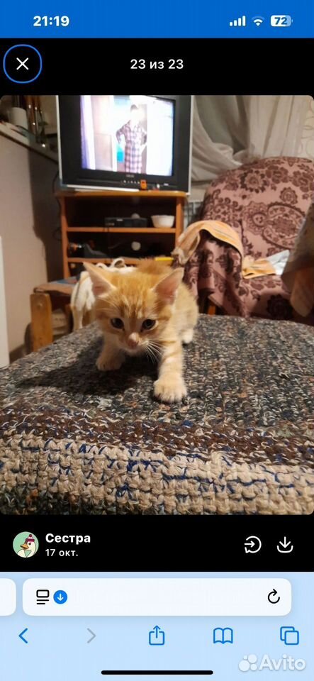 Котёнок в добрые руки, Самара