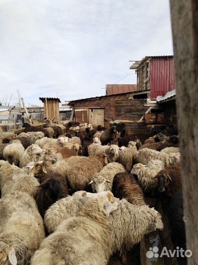 Продам овец