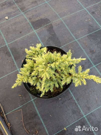 Можжевельник дрим джой