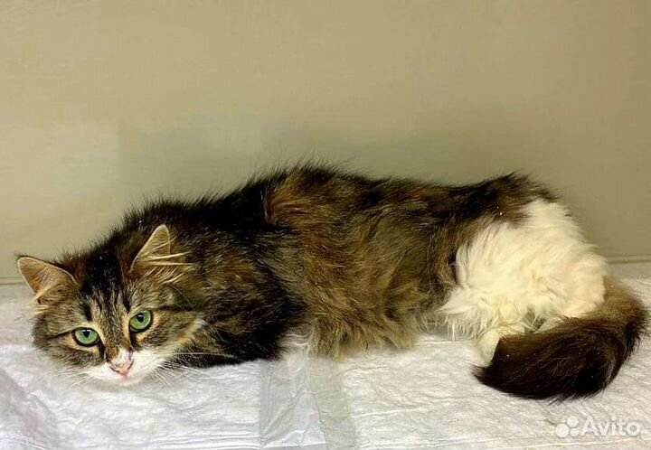 Кошки в добрые руки бесплатно