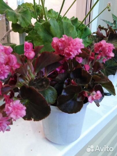 Бегония вечноцветущая махровая