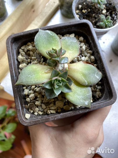 Эхеверия суккуленты седум пахиверия