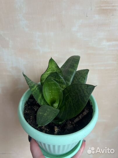 Сансевиерия