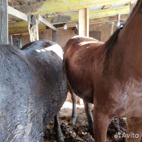 Продам лошадей