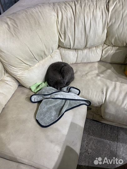 Отдам в добрые руки