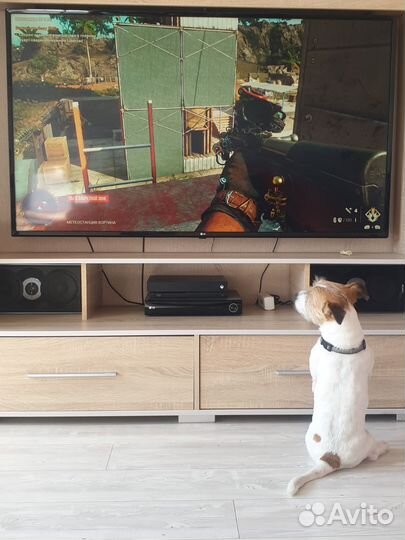 Вязка джек Рассел терьер