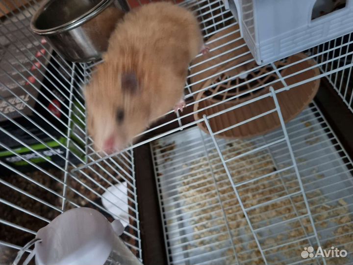 Сирийский хомяк с клеткой