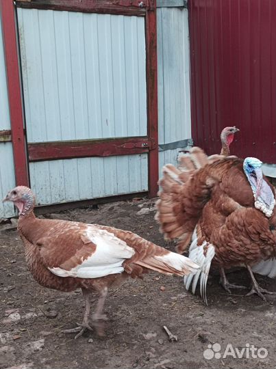 Индюки палевые