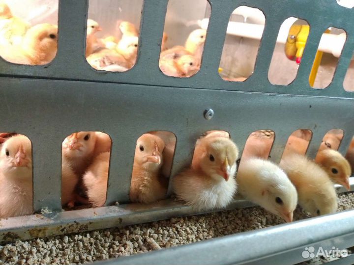 Цыплята бройлеры суточные и подрощенные