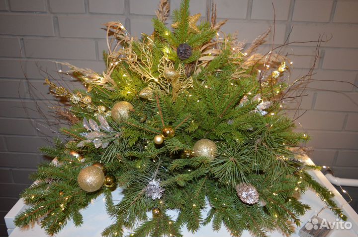 Хвойные растения