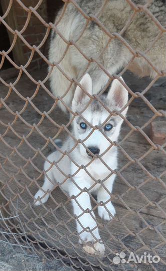 Сибирский хаски