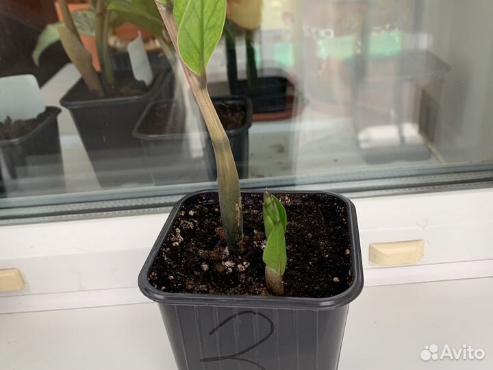 Замиакулькас вариегатный