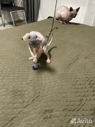 Донской сфинкс