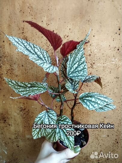 Комнатные растения