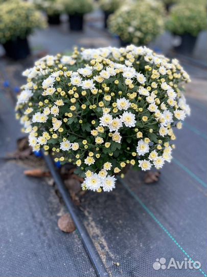 Хризантема