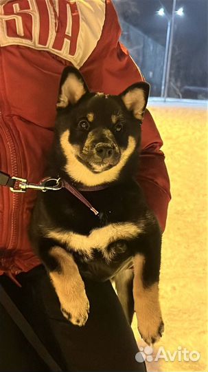 Щенки сиба ину