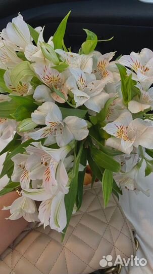 Альстромерии на заказ