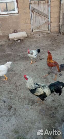 Молодые петушки