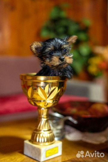 Йоркширский терьер