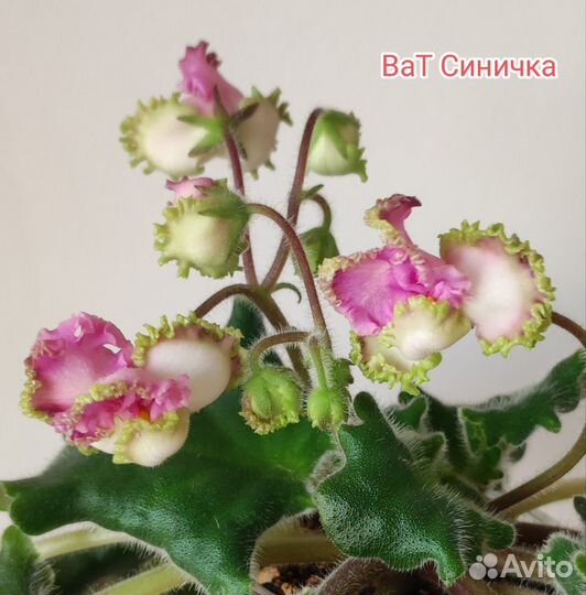 Листики сортовых фиалок
